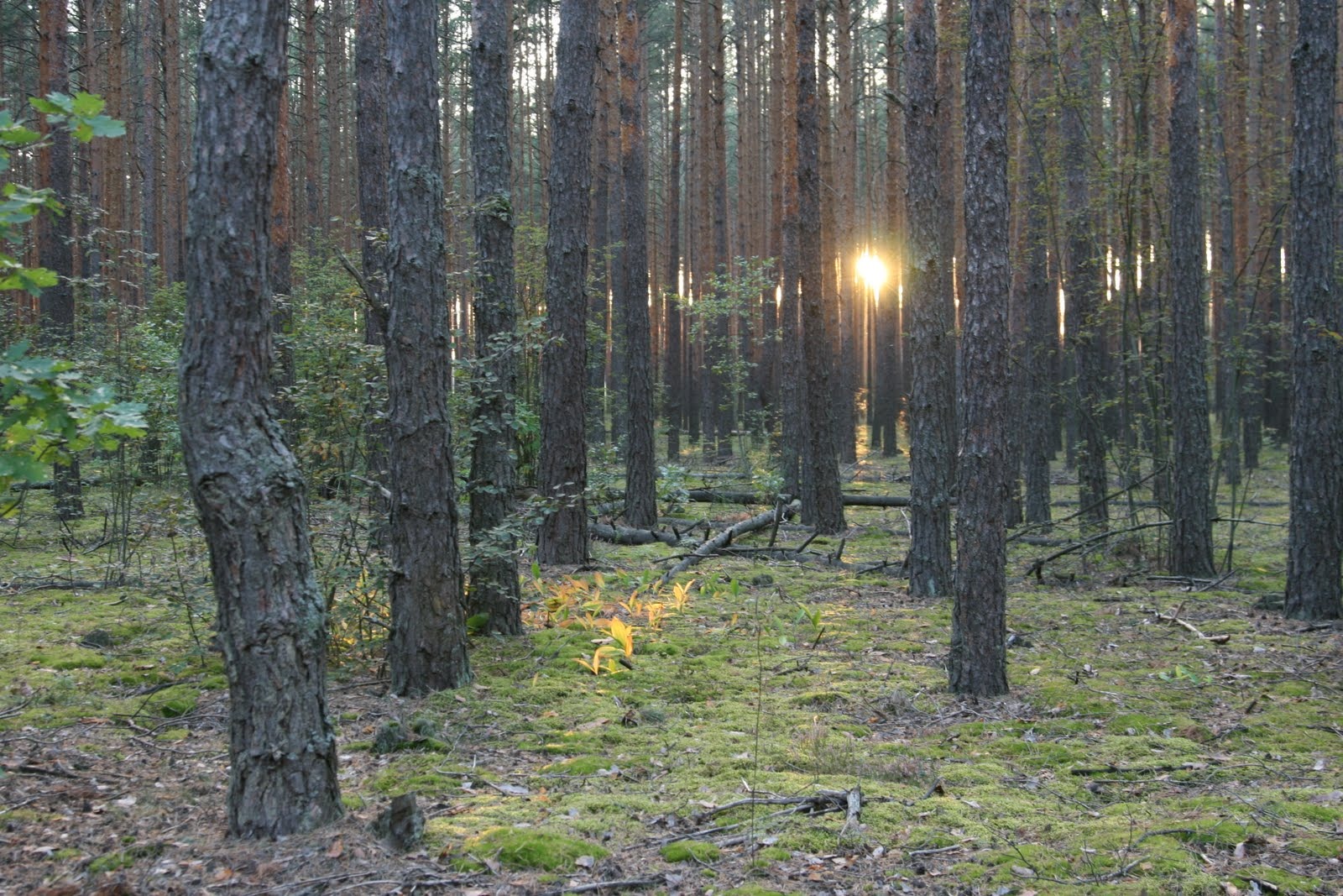 Сухо и Комфортно трофи