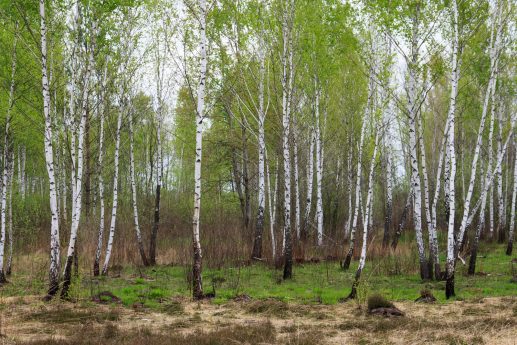 В поисках дороги к озеру Мошне